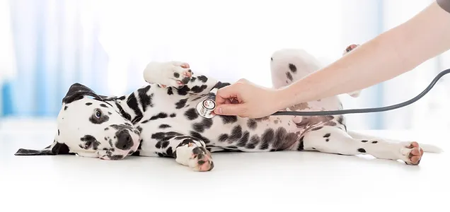 A Dalmatian puppy, rolled on his side to allow someone holding a stethoscope to listen to his heart. 
