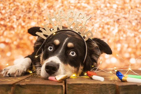 A dog lays facing the camera and wearing a head band with the words "Happy New Year" on it's head. Scattered around the dog is fairy lights and some noise makers. The background is sparkling and golden.