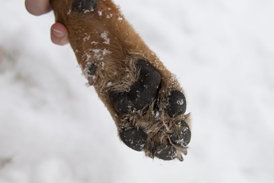An image of a dogs paw with very little snow. The paw pads look bright and moisturized. 