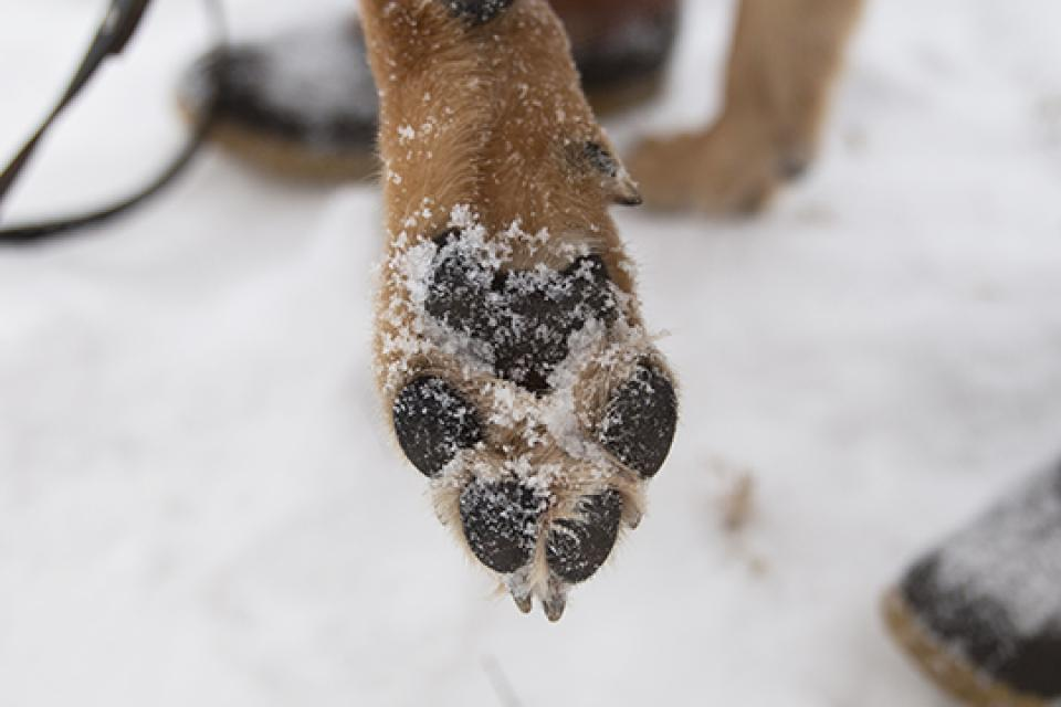 An image of a dogs paw with snow packed between the toes and paw pads.