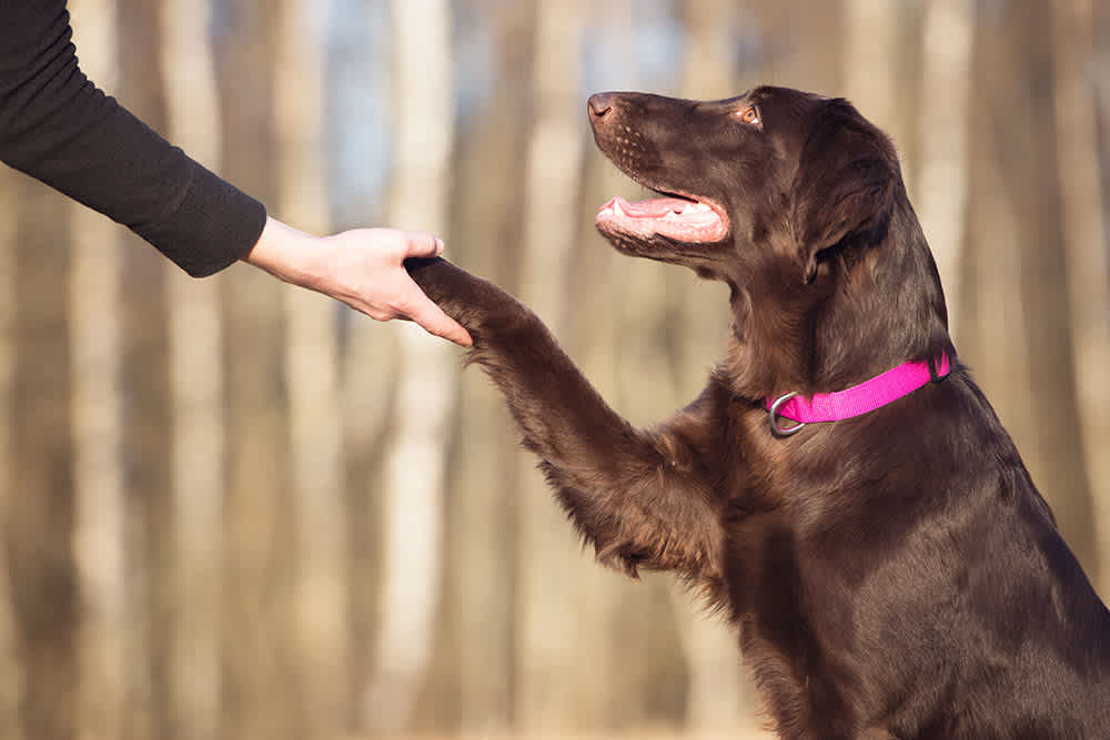 A hand reaches from the top right of the picture to shake the paw of a dark brown dog. The dog is wearing a pink collar. The background is a blurred forest scene. 