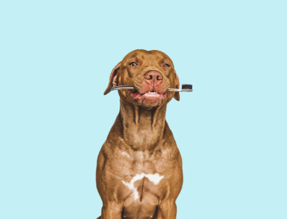 A short coated brown dog sits in the center of a light blue background. He has a white patch on his chest. He has a dental tooth brush held in between his jaws. 