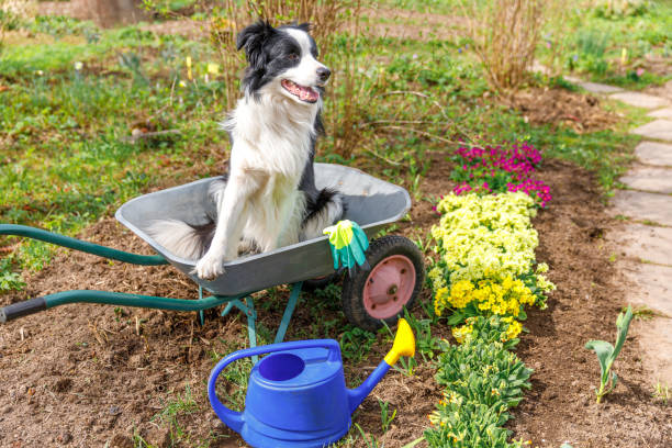 Set outside, a black and white boarder collie sits in a grey wheelbarrow with green handles and a red rimmed tire. In front of the wheelbarrow is a blue watering can with a yellow spout. To the right of the dog is freshly planted flowers in different varieties. 