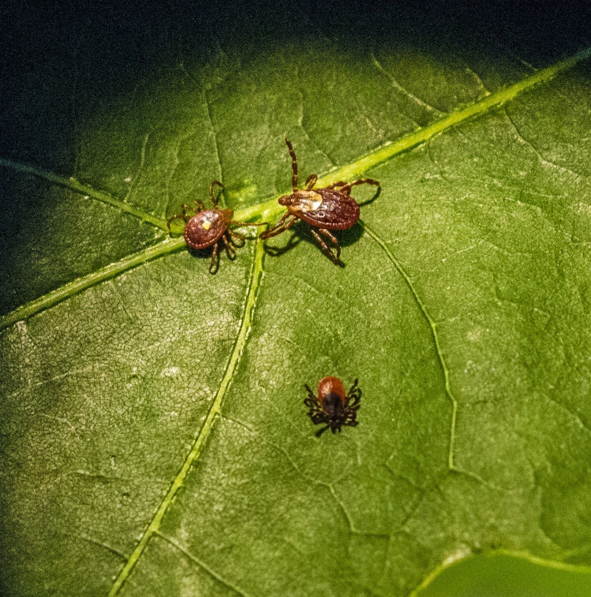 A close up shot of three different tick species resting on a large leaf. 