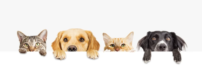 An image of two dogs and two cats peeking over a white wall. The order is dog, cat, dog cat, with their paws hanging over the wall. The first cat is brown, the first dog is a golden retriever, the second cat is orange, and the second dog is a black and white boarder collie. 