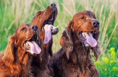 Three dogs are shown side by side, panting. They have red fur tone and are outside. The background is filled with greenery. 