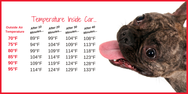 A red outlined white box has a dog looking up from the right side of the image. On the left side is a list of temperatures outside, and how hot it gets after 10 minutes, 20 minutes, 30 minutes, and 40 minutes. When it is 70 degrees Fahrenheit outside, it will become 89 degrees after 10 minutes, 99 degrees after 20 minutes, up to 108 degrees after 40 minutes. More extreme, if it is 95 degrees outside, it will ecome 114 degrees after 10 minutes, 124 degrees after 20 minutes, 129 degrees after 30 minutes, and 133 degrees after 40 minutes. 