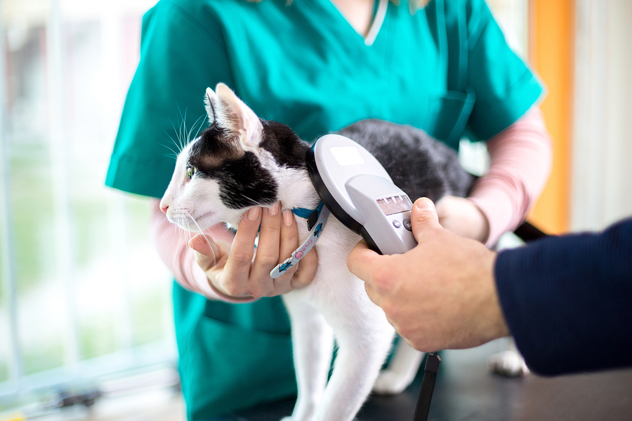 The image depicts a black and white cat with a blue and pink collar. The cat is being gently restrained by a person in scrubs with only their torso visible. From the right side of the image, a hand is reaching into frame with a microchip scanner. The scanner is being held at the cats shoulder. 