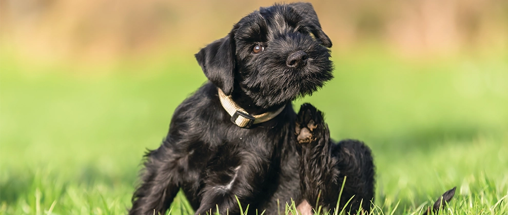 A small, black furred Schnauzer is sitting at the center of the picture. The dog is wearing a light tan collar and currently itching using it's back left leg. The dog is sitting outside in the grass, with a blurred background.