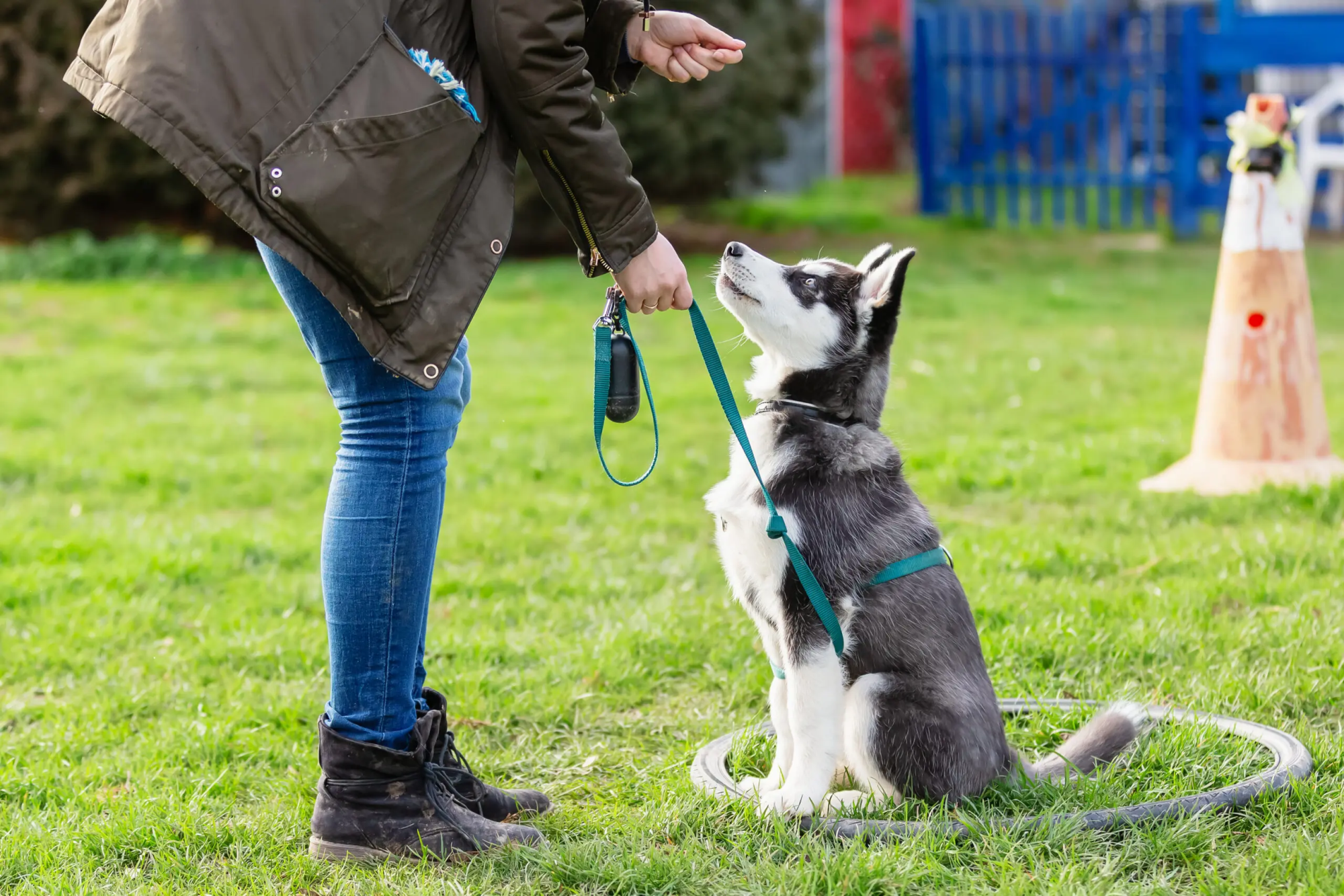 A husky puppy sits with a leash. It's attention was focused on a person to the left. The person is holding the leash for the husky, and holding their free hand forward as a command. 