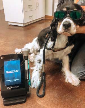 Laser Therapy at Zimmvet